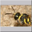 Cerceris quadricincta - Knotenwespe w002e 10mm - mit Ruesselkaefer - OS-Wallenhorst-Sandgrube-det.jpg